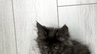 cat lover 7