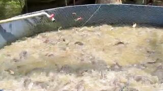 Budidaya lele 1 kolam BINGUNG sortir, Tambah dengan kolam ini