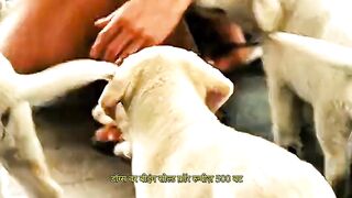 The last story of a beloved companion