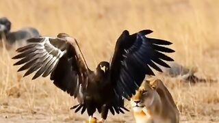 Eagle Attacks Lion Cub  And Instantly Regrets It!