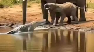 Mother Elephants Heroic Rescue Steals Hearts Worldwide!