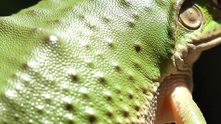 Macro of Frog Skin Close-Up 2