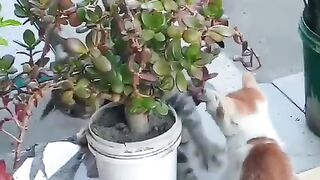 Игры в летнем саду.
