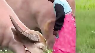 Buffalo 5