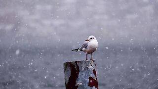 Seagull in the rain