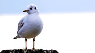 Light Birdie with the air