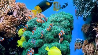 Fishes in the blue sea
