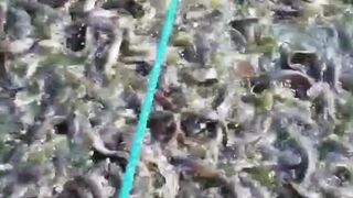 Kalau lele SAPIBELANG itu perkawinan silang dari lele apa