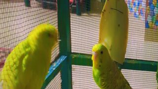Birds calls Budgie