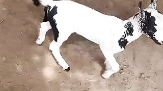 Goats 9