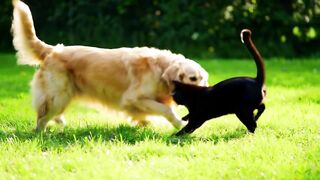 Dog Cat Fight