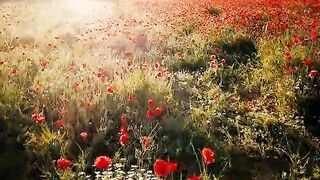 Flores ao Vento Poesia, Inspiração e Renovação!