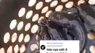Ikan lele KURUS karena tidak terawat bisa GEMOY lagi dengan cara ini