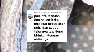 Cara merawat INDUK LELE agar cepat bertelur dan matang gonad