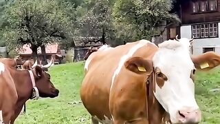 Maroon Cow