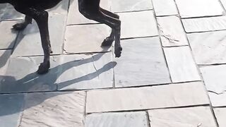 Ghinice video