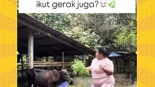 Lucu. sapinya bisa joged