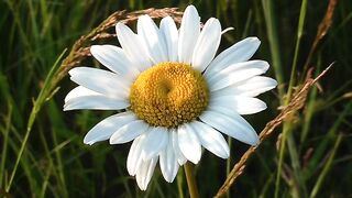 Daisy flower