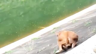 The funny video 2