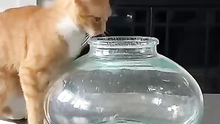 Cats games 2
