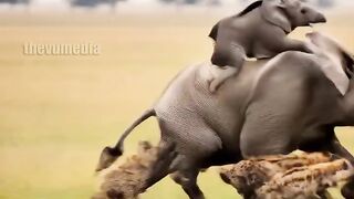 Mother Elephant Defends Her Calf Against Hyena Attack!