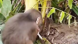 Nature Video 4