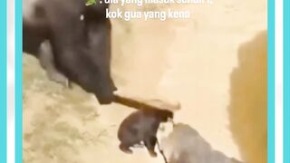 untung siapa siaga