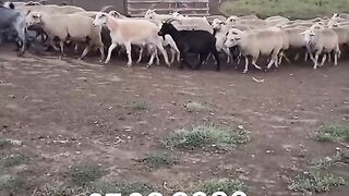 БЕСАРАБИЯ 24