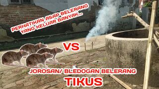 Make Fumigation For Field Mice Easily (Membuat Jorosan Tikus)