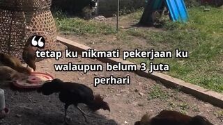 DAFTAR BOSPLAY AGEN SABUNG AYAM ONLINE RESMI AMAN DAN TERPERCAYA 57
