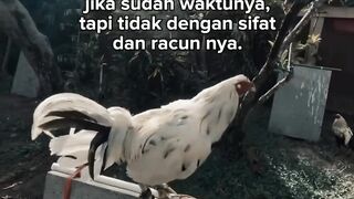 DAFTAR BOSPLAY AGEN SABUNG AYAM ONLINE RESMI AMAN DAN TERPERCAYA 58