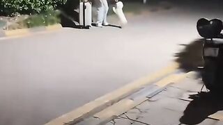 Dog funny Animation