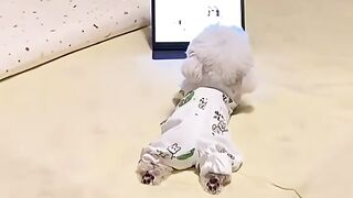 HILARIOUS Cat and Dog Moments  Impossible Not to Love