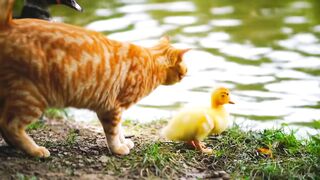 Hilarious Duck and Cat Moments Funny Animal Video You Must Watch!