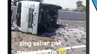 Sebuah pikap pengangkut lele terguling di Tol Ngawi-Kertosono KM 619
