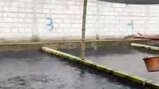 TERNYATA ini penyebab ikan lele terserang penyakit SIRIP MERAH