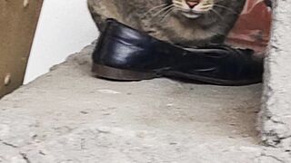 Cat india