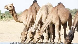 قصة وقصيدة الشيخ سعدون العواجي مع أبنائه عقاب وحجاب