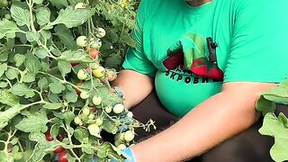 ДОМАТИ ЧЕРИ ЗАПОЧНА ДА ЗРЕЕ - ЗЕЛЕНЧУКОВА ФЕРМА МИХОВИ