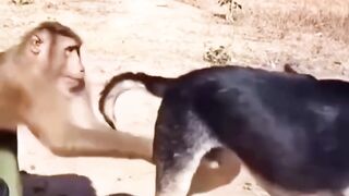 Funny videos 697