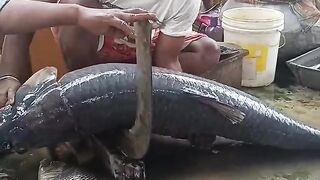 Wow Big Gilascap 35 kg ojon fish cutting video