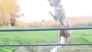 Funny dog 67