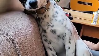 Funny dog 68
