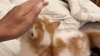 Pussy Cat