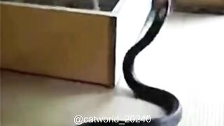 Cat v snake