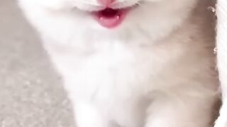 Pussy Cat 2