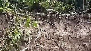 Leopard vs Crocodille