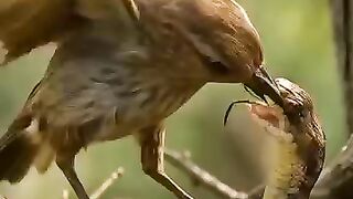 BirdvsSnakevsAiShortsbirdsnaturewildlife