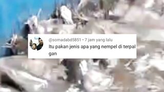 Pakan alternatif hasil kreasi para pembudidaya ikan lele yang inovatif 2