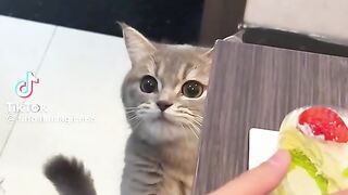 Cute cats 42